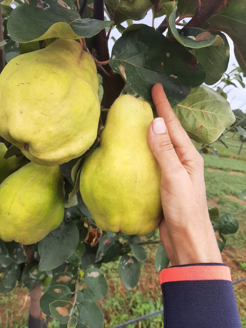 Ofrezco a la venta el fruto del membrillo de nuestro huerto de brandy