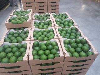 Aguacates en Venta, de Marruecos (CIF, FOB), Paquete (16