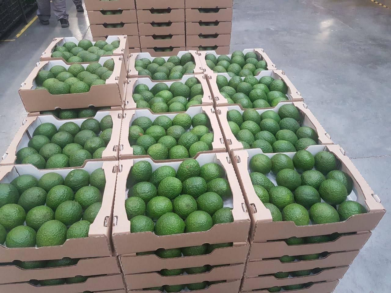 Aguacates en Venta, de Marruecos (CIF, FOB), Paquete (16 - 20 piezas), para más información contáctenos