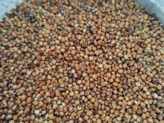Hola, tengo a la venta sorgo rojo de la