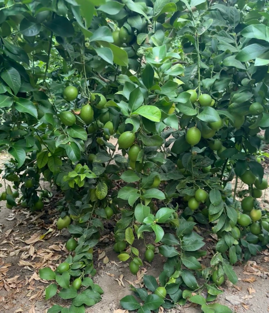 Granja de cal albanesa en un pueblo llamado Bishan, cerca de Vlora