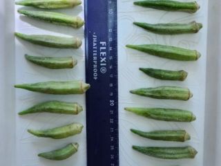 Ofrecemos okra fresco o congelado. Envasado según pedido del