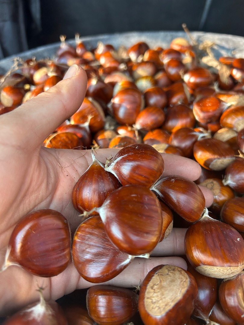 Castañas de los Ancares leoneses, reserva de la bioesfera, de pared, seleccionadas , muy dulces y exquisitas de sabor