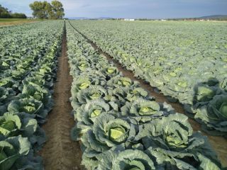 peso 2-5 kg, informe de variedad.