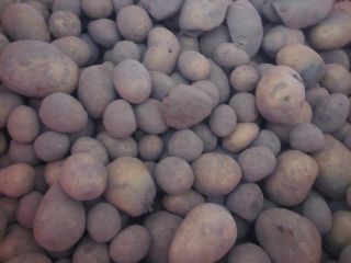 Disponemos de patatas forrajeras a la venta. Clasificados, secos.