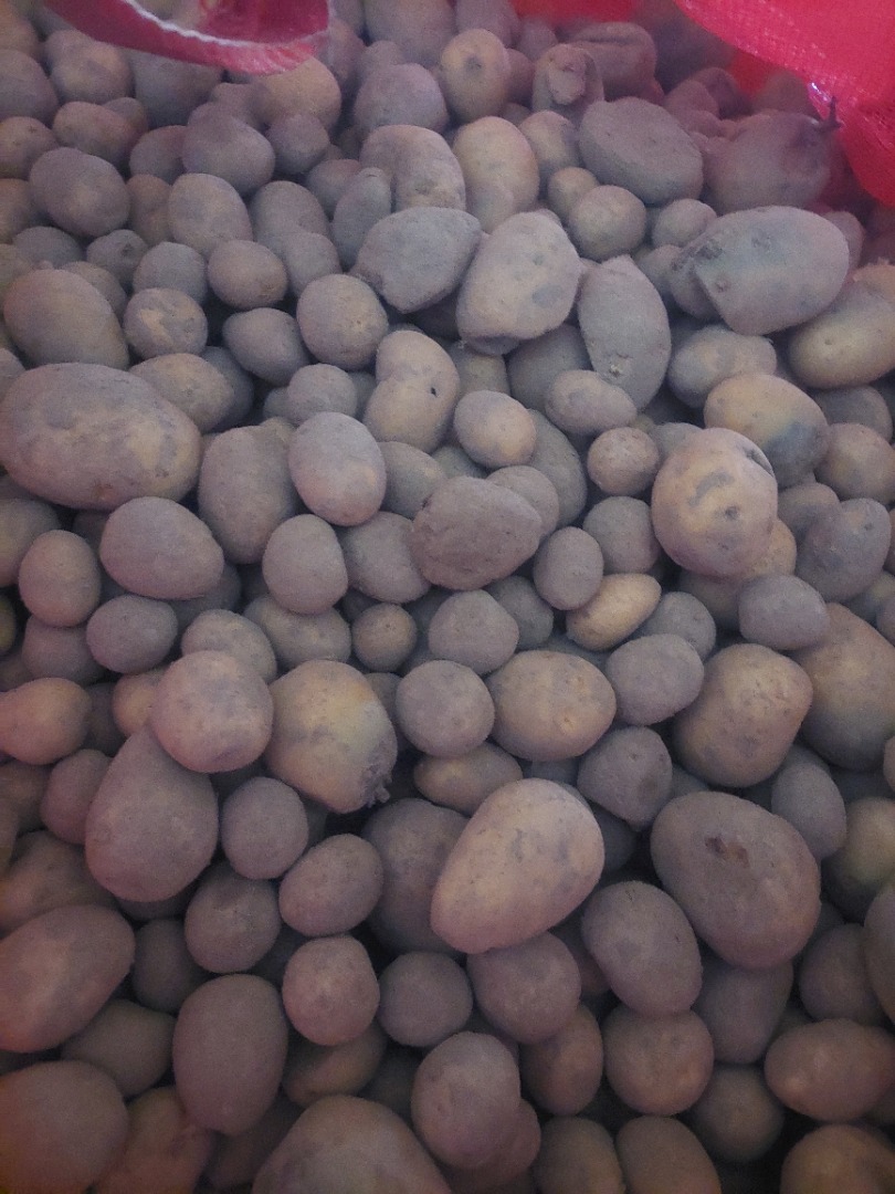Disponemos de patatas forrajeras a la venta