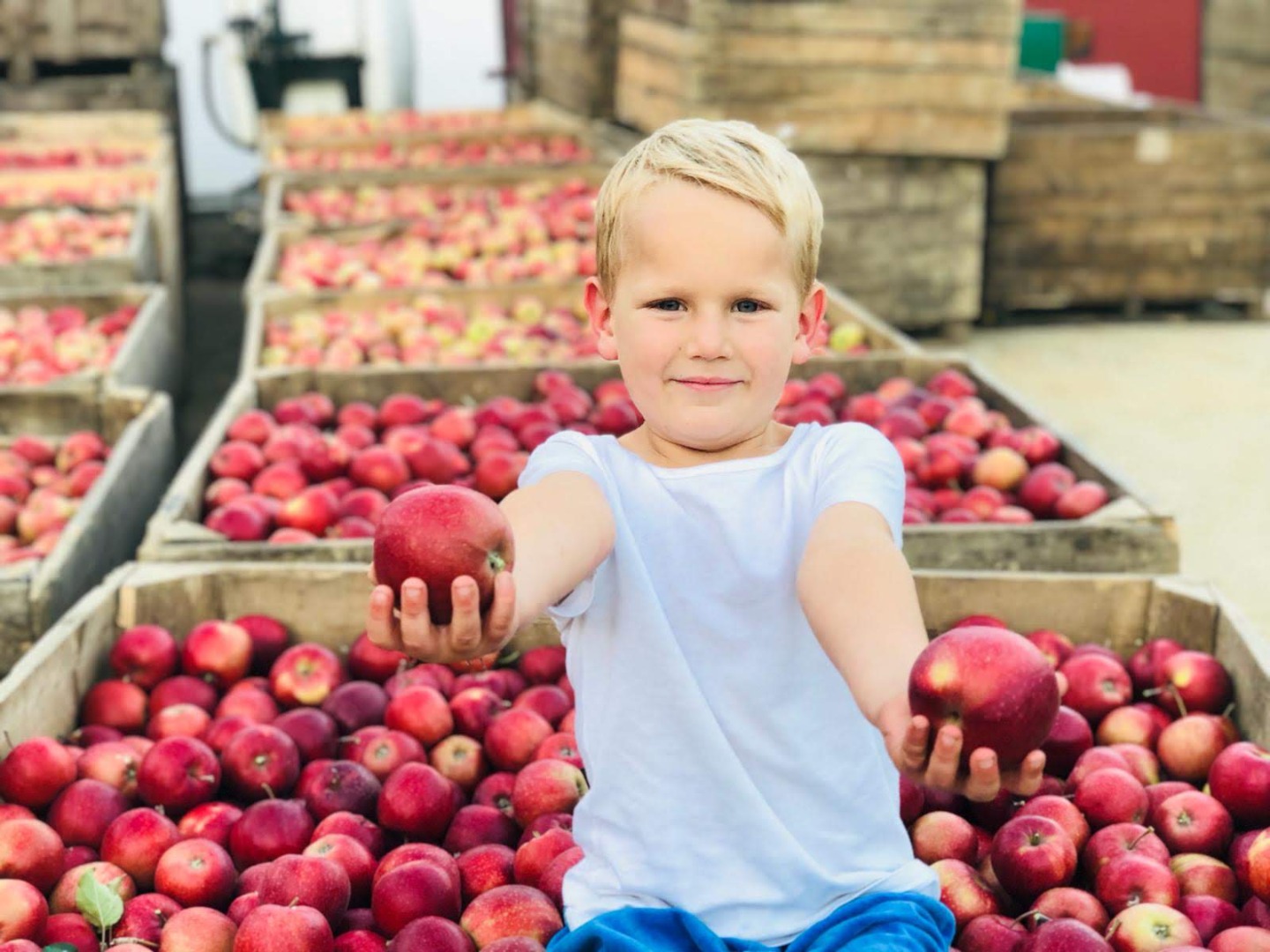 ¡¡¡Venderé 30 toneladas de Jonagored!!! Las manzanas son bonitas, coloridas, limpias y sin daños