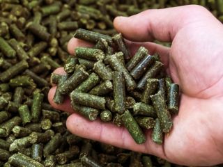 Alfalfa granulada – ¡Alta calidad, disponible de inmediato! Ofrecemos