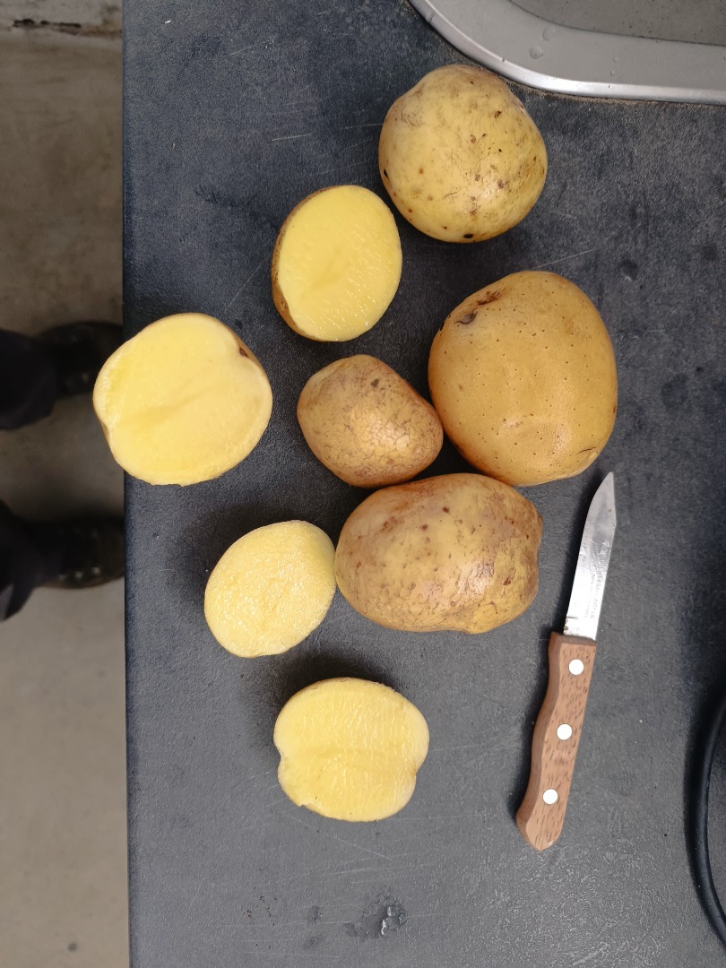 Patatas maya, gala de alta calidad