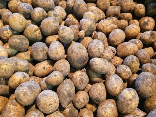 Vendo patatas de desecho, patatas forrajeras, gala, a granel,
