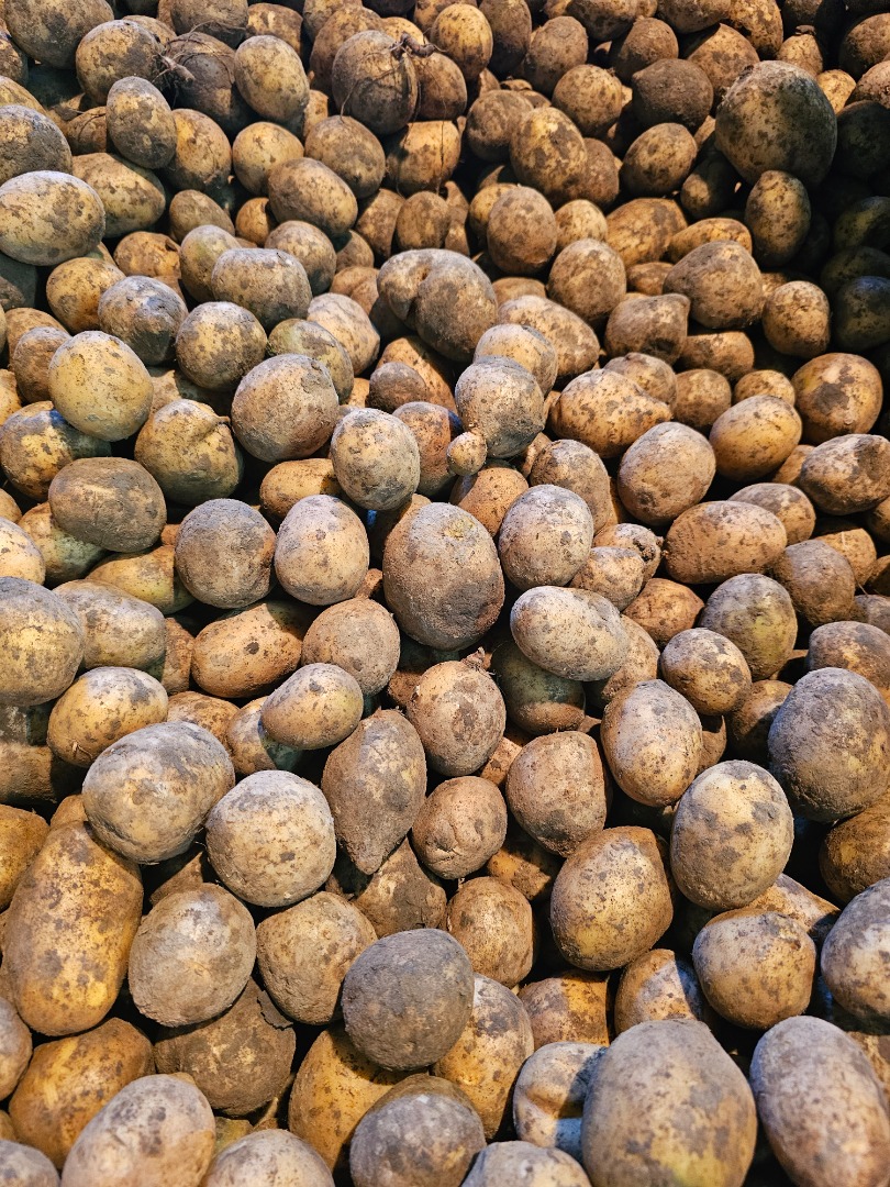 Vendo patatas de desecho, patatas forrajeras, gala, a granel, en sacos grandes