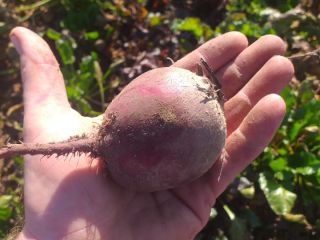 Vendo remolacha roja sangre de una pequeña finca, aproximadamente