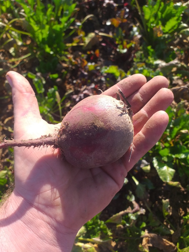 Vendo remolacha roja sangre de una pequeña finca, aproximadamente 3 toneladas