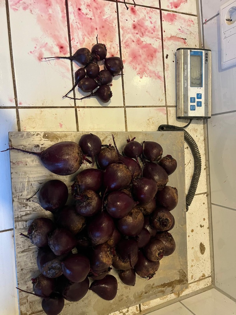 Vendo remolachas de entre 35 y 55 mm en 33334 Gütersloh