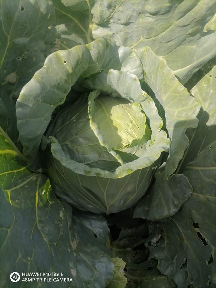 Ofrezco col de los Balcanes, precio sin IVA 1,20 BGN/kg Bulgaria La col no se fertiliza con ningún fertilizante