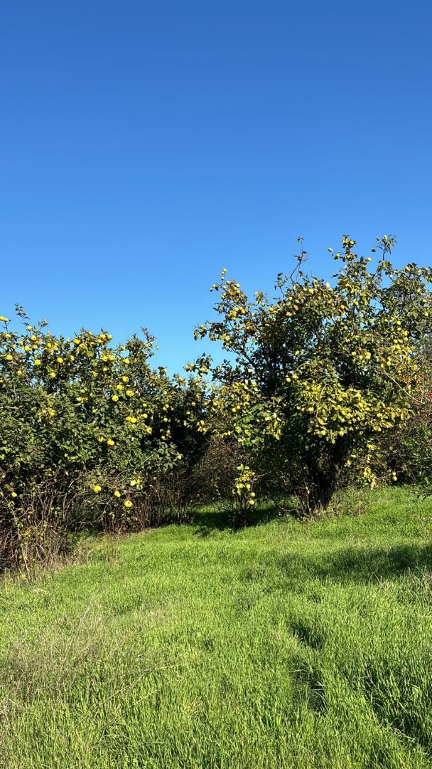 Vendo membrillos de mi propia producción/granja