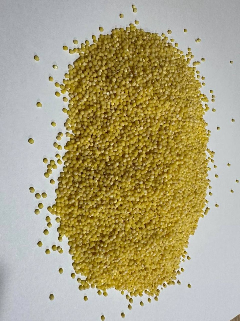 Ahora me gustaría ofrecerles mijo o mijo (agrego una foto) de alta calidad, sin pesticidas, sin OGM