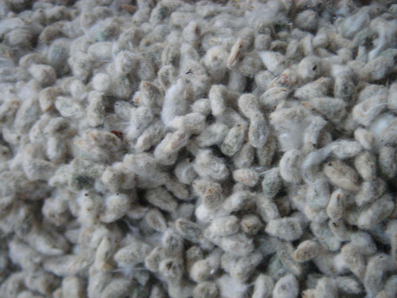 SEMILLA DE ALGODÓN EN VENTA PARA ALIMENTACIÓN ANIMAL