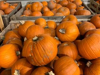 Calabaza de Halloween Disponible inmediatamente 17 toneladas. Embalado en