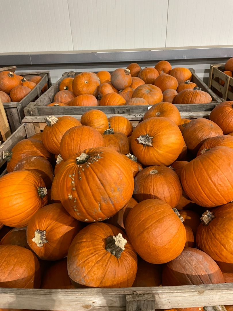 Calabaza de Halloween Disponible inmediatamente 17 toneladas