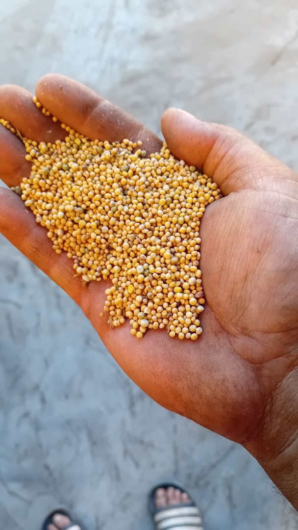 Vendo semillas de mostaza blanca, secas, limpias, sin olores extraños, muy buen poder de germinación, sin glifosato