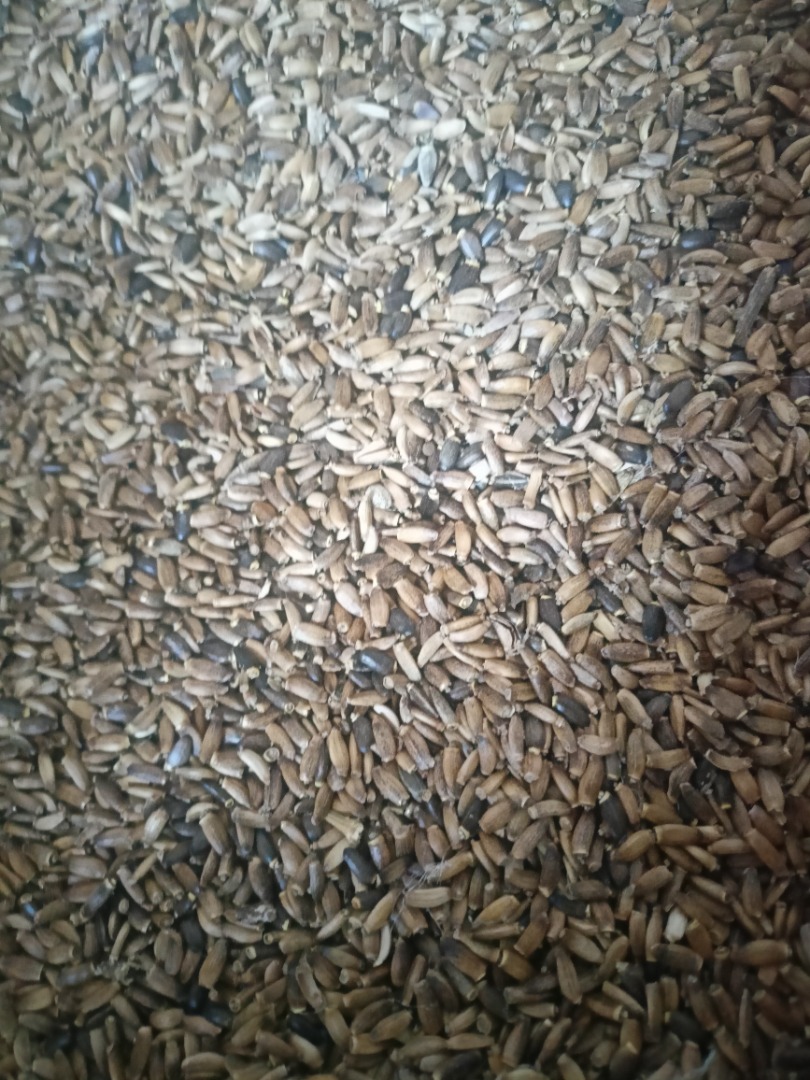 Tengo a la venta semillas de cardo mariano, no pulverizadas ni secadas químicamente, cosechadas en dos etapas, cultivadas orgánicamente