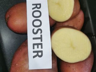 Buenos días, vendemos papas rojas, blancas y amarillas, variedades