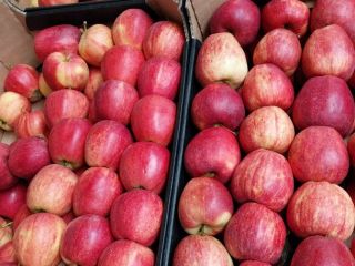 Hola vendo manzanas y peras orgánicas