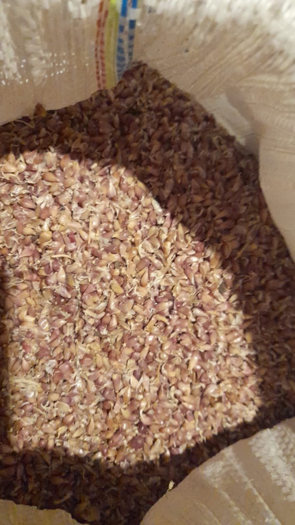 Compro semilla de ajo SOFIEVSKY