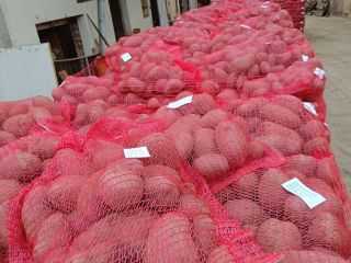 Disponemos de 500 toneladas de patatas envasadas en bolsas