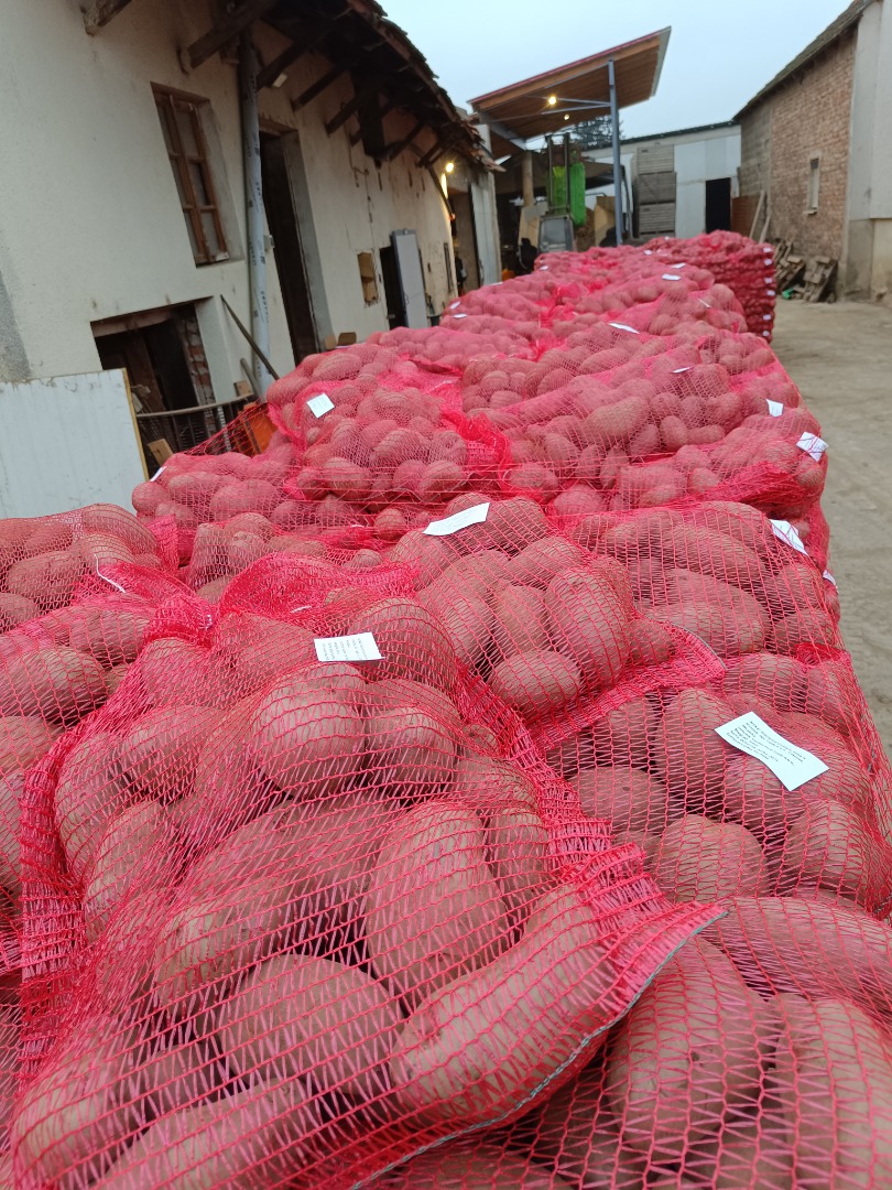 Disponemos de 500 toneladas de patatas envasadas en bolsas de 10 y 15 kg y en big-bags