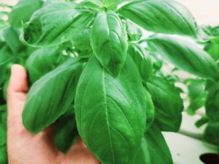 Albahaca fresca y de alta calidad, la cultivamos en