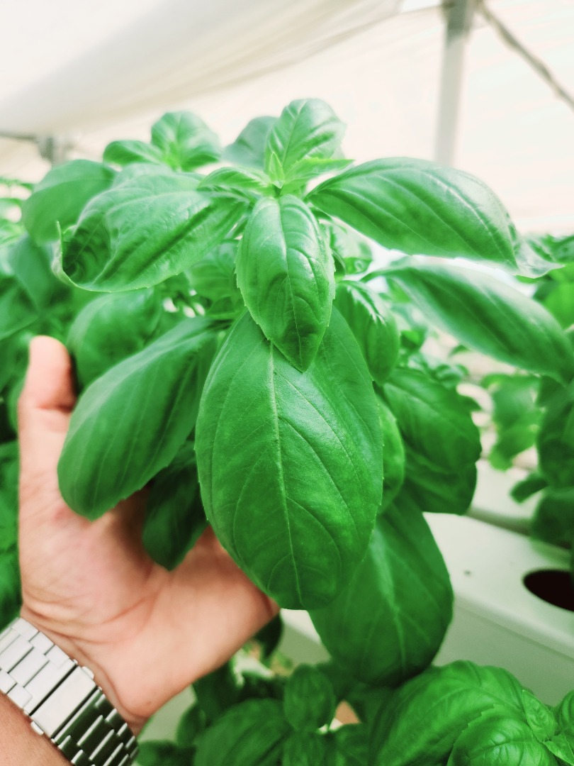 Albahaca fresca y de alta calidad, la cultivamos en sistema hidropónico, buscamos contrato a largo plazo, también podemos suministrarla en maceta