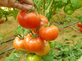 Disponemos de un producto de tomate de alta calidad