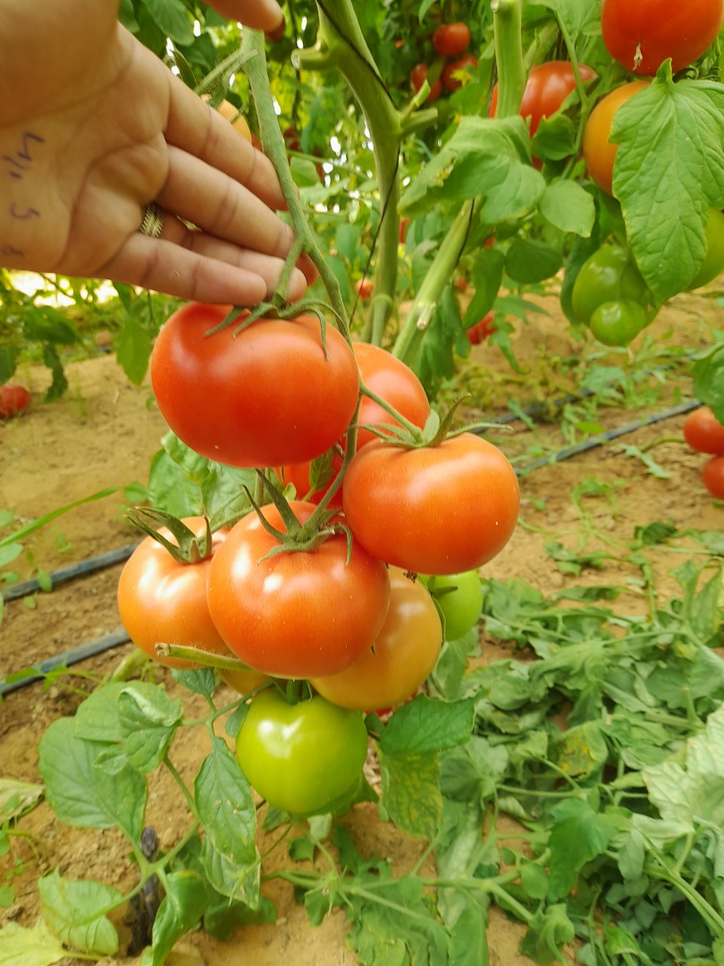 Disponemos de un producto de tomate de alta calidad disponible en cantidad