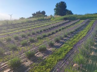 Venderé manojos secos de lavanda, aproximadamente 3000-4000 piezas en