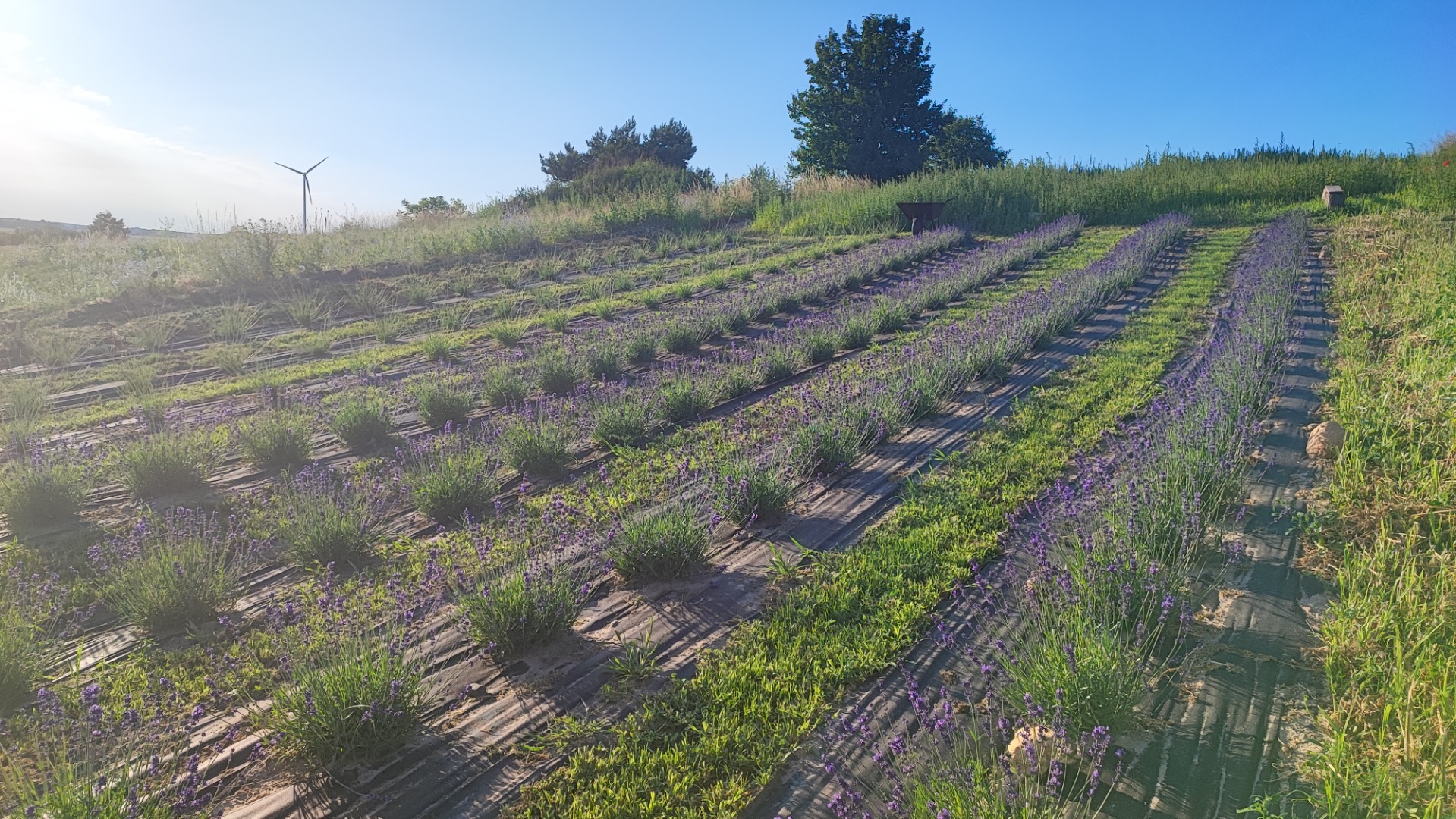 Venderé manojos secos de lavanda, aproximadamente 3000-4000 piezas en total