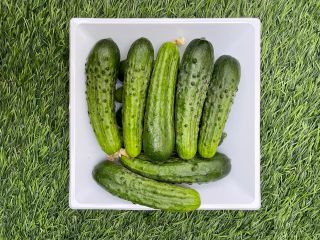 Pepino único de la variedad Pepinillo Europeo con un