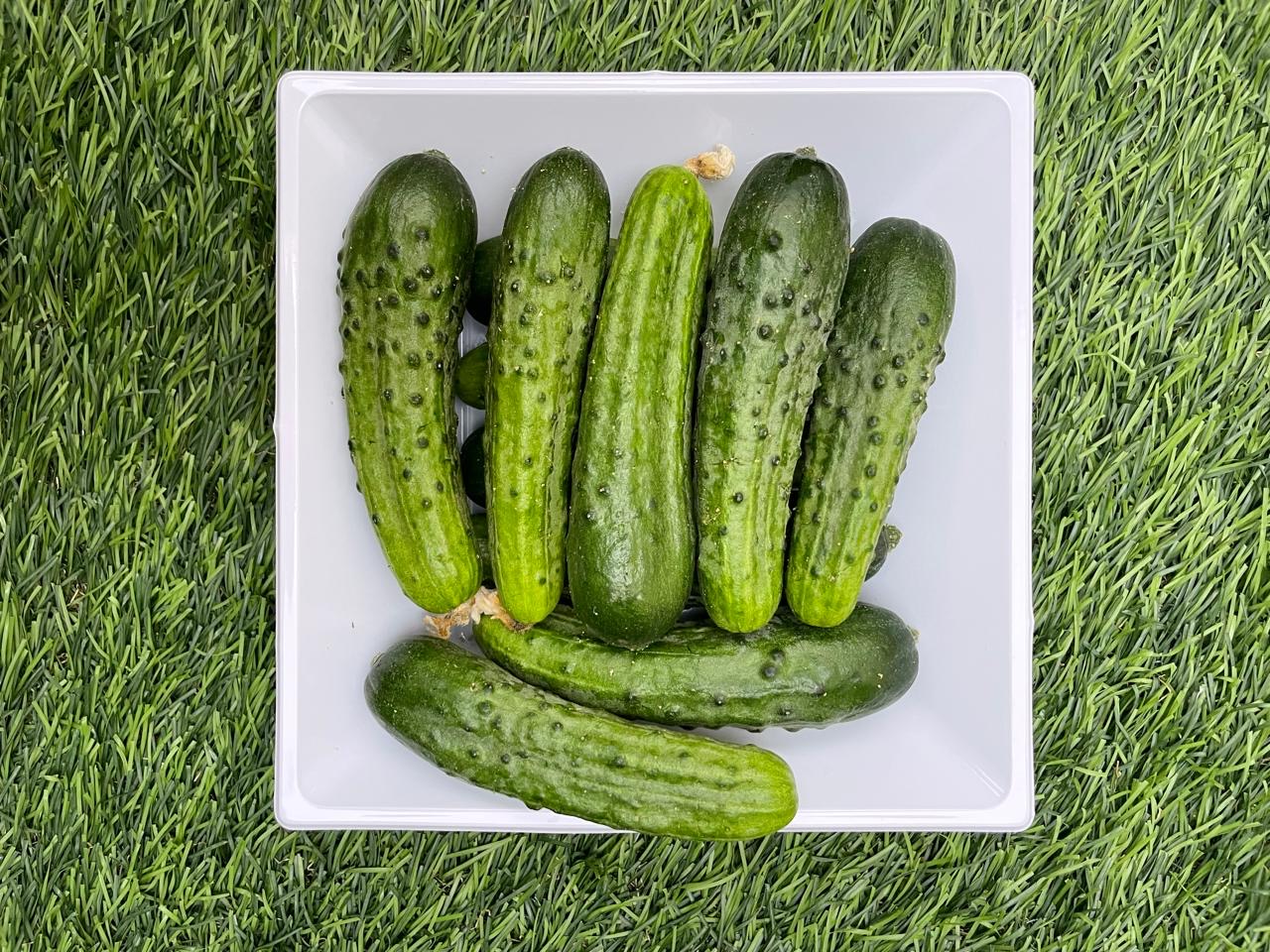 Pepino único de la variedad Pepinillo Europeo con un olor muy fuerte, crujiente y de gran sabor