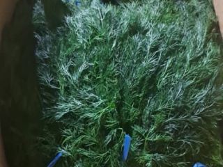 Se vende hermoso eneldo importado, recién llegado mañana. Precio