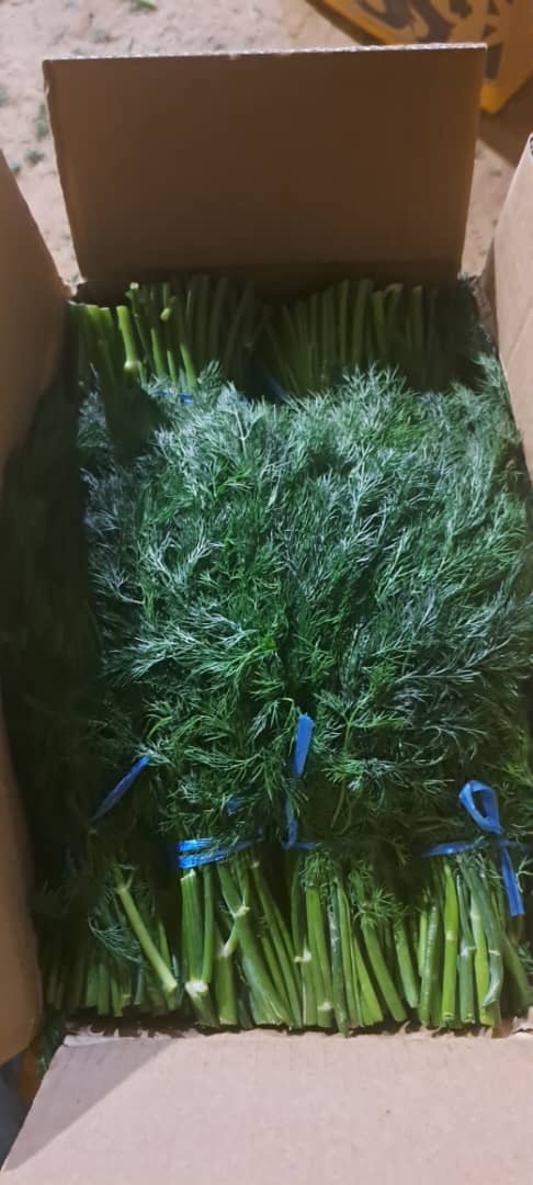 Se vende hermoso eneldo importado, recién llegado mañana