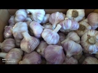 Vendo ajo argentino de la ciudad de Mendoza ,