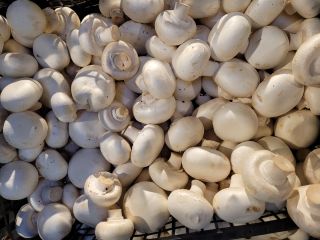 Buenos días, tengo a la venta un champiñón blanco.