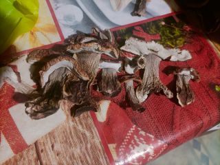 Vendo boletus secos 100% sanos, solo jóvenes, la mayoría