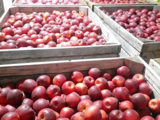 Vendemos manzanas de las siguientes variedades: Golden Delicious, Fuji,
