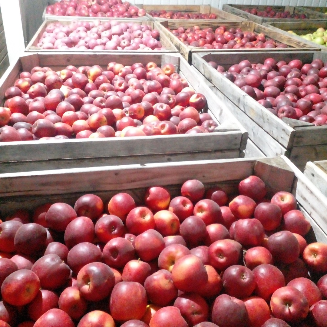 Vendemos manzanas de las siguientes variedades: Golden Delicious, Fuji, Story Inored, Reinette Simirenko