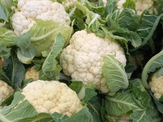 Venderé coliflor de calidad.