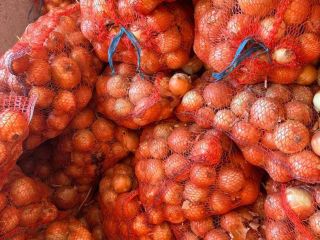Vendo cebollas, calibre 5+, mallas de 20 kg en