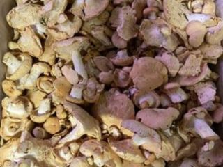 Se vende angula de monte,9 euroa kilo,zona Galicia