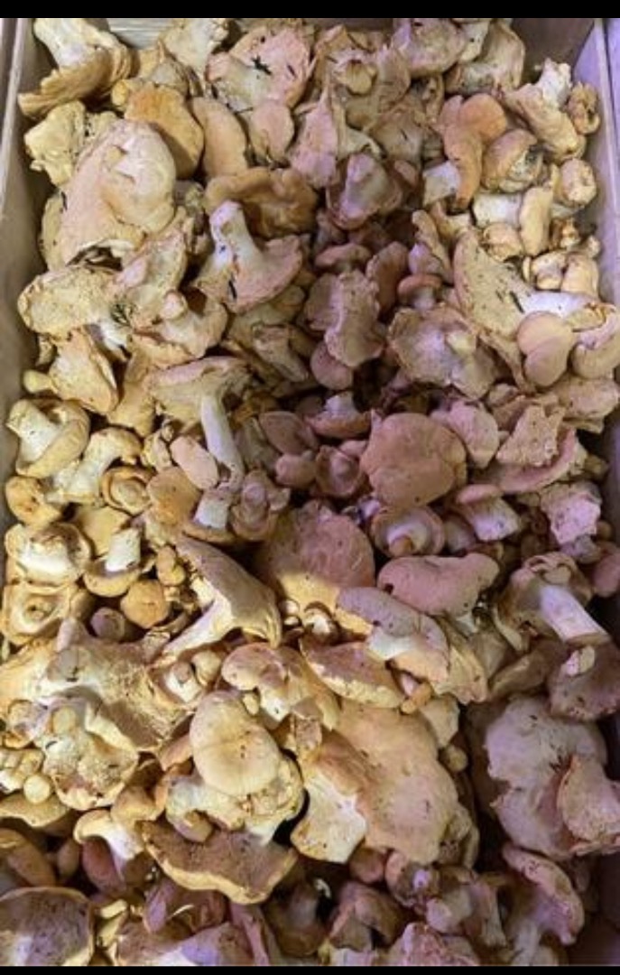 Se vende angula de monte,9 euroa kilo,zona Galicia